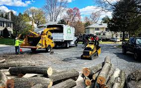 Best Hazardous Tree Removal  in Quantico Base, VA