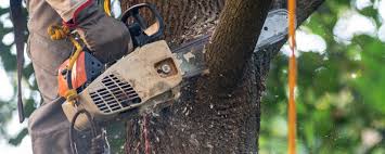 Best Tree Health Inspection  in Quantico Base, VA