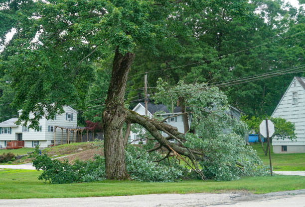 Trusted Quantico Base, VA  Tree Services Experts