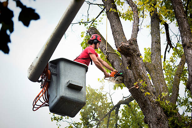 Best Utility Line Clearance  in Quantico Base, VA