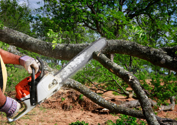 Best Storm Damage Tree Cleanup  in Quantico Base, VA